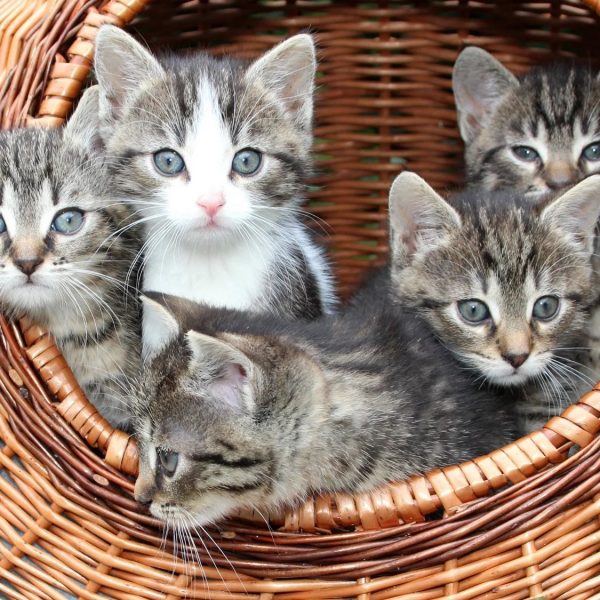 Jak oddać małe kocięta za darmo: Poradnik dla właścicieli