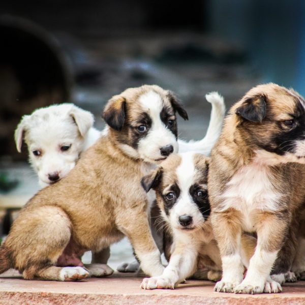 oddawanie-szczeniakow-za-darmo